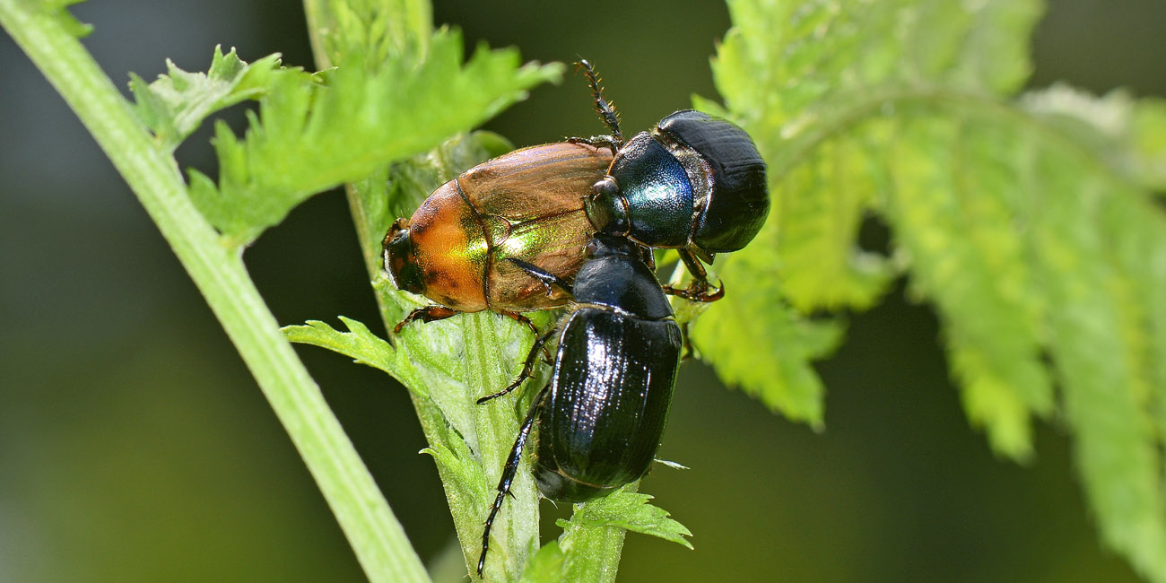 Rutelidae: Anomala dubia